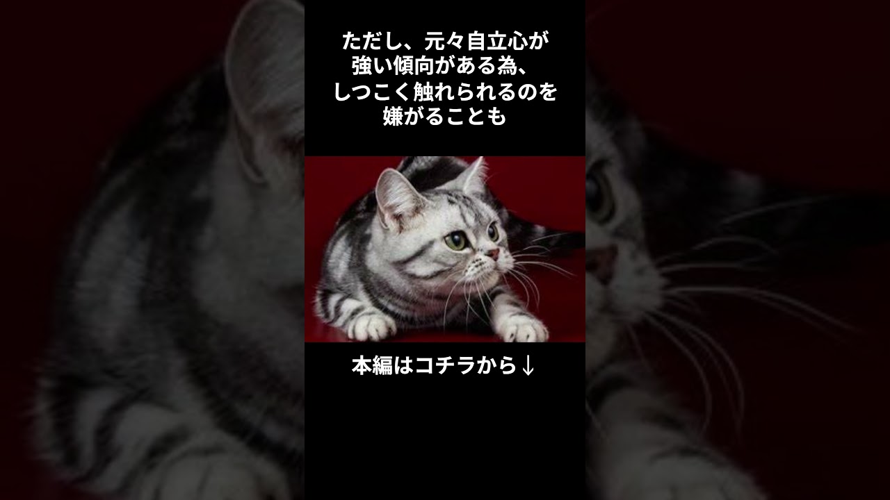 もっと知りたい！アメリカンショートヘア #shorts #shortvideo #short #cat #animals #猫 #猫のいる暮らし #ねこ #アメリカンショートヘアー #雑学 #動物