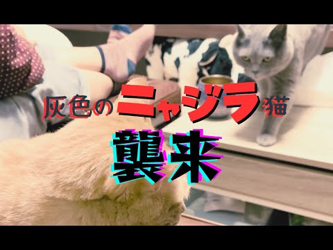 襲来！灰色のニャジラ猫 〜茶トラ絶体絶命〜 割を食うのはいつも庶民猫だよ…
