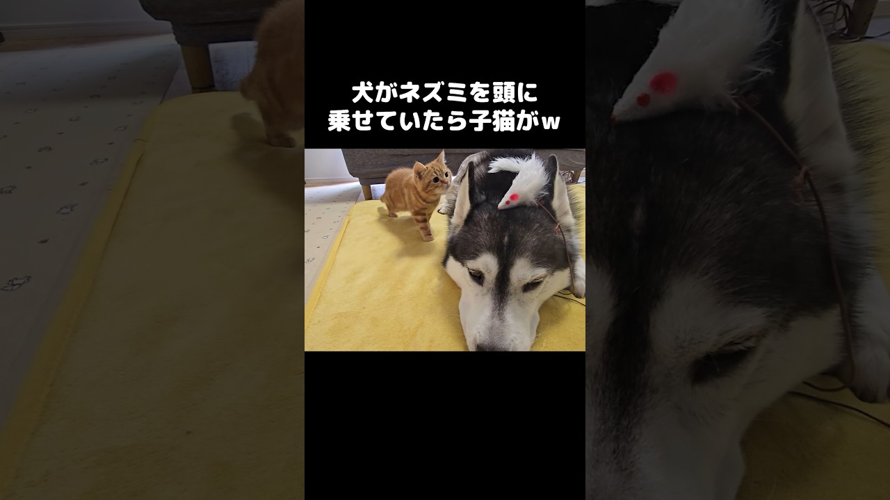 犬が頭にネズミを乗せていたら子猫が...笑#shorts