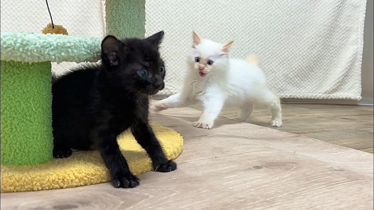 兄猫を本気にさせちゃった強すぎる子猫【ラプ保護物語＆お祭り兄弟日記】Brother cat seriously confronts a kitten that is too strong.