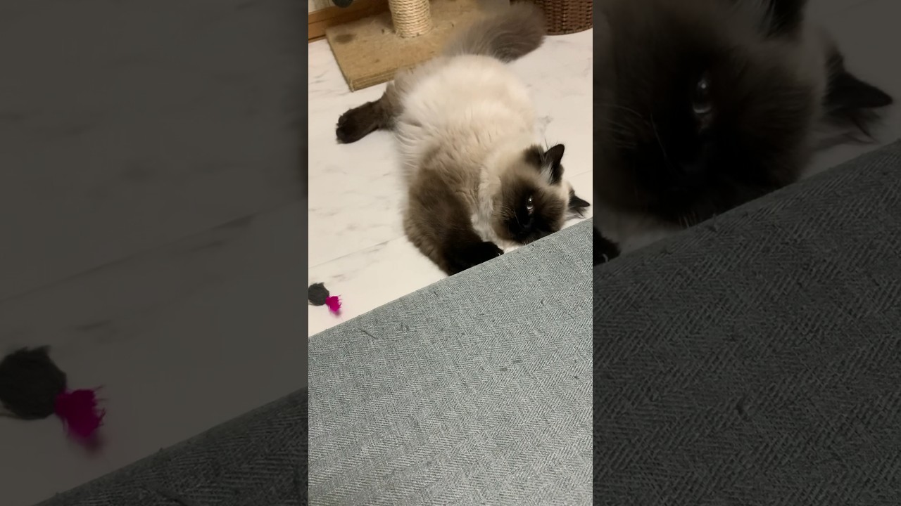 ちびげんた #猫 #ヒマラヤン #shorts