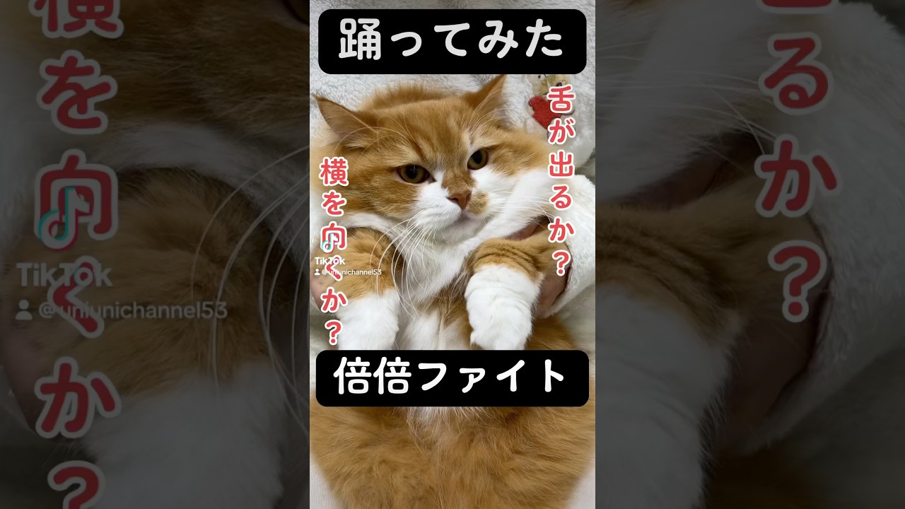 どちらでしょうか？ #shorts #猫 #マンチカン #短足マンチカン #cat #munchkin