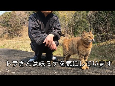 ついて来ない妹猫を人の姉妹の様に心配する姉猫