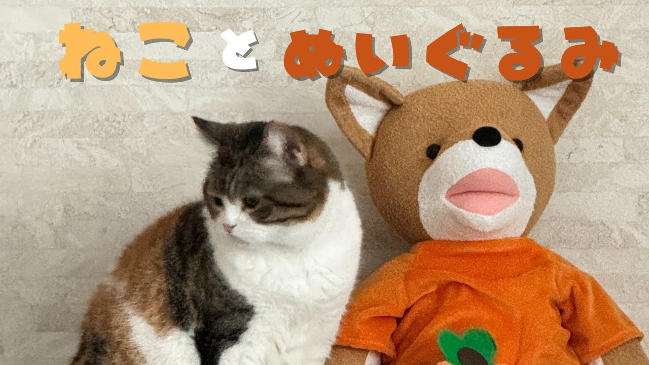 もはやぬいぐるみ…？ぬいぐるみと並ぶもこもこ猫がかわいいｗ