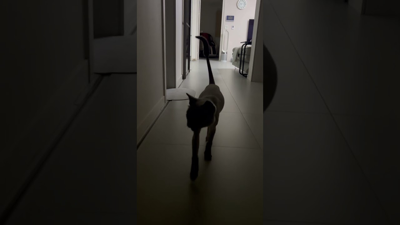 #Tonkinese #통키니즈 #dede #디디 #어디갔다이제왔냐냥 #분리불안고양이 #トンキニーズ猫 #トンキニーズ #世界で最も愛されている遺棄猫