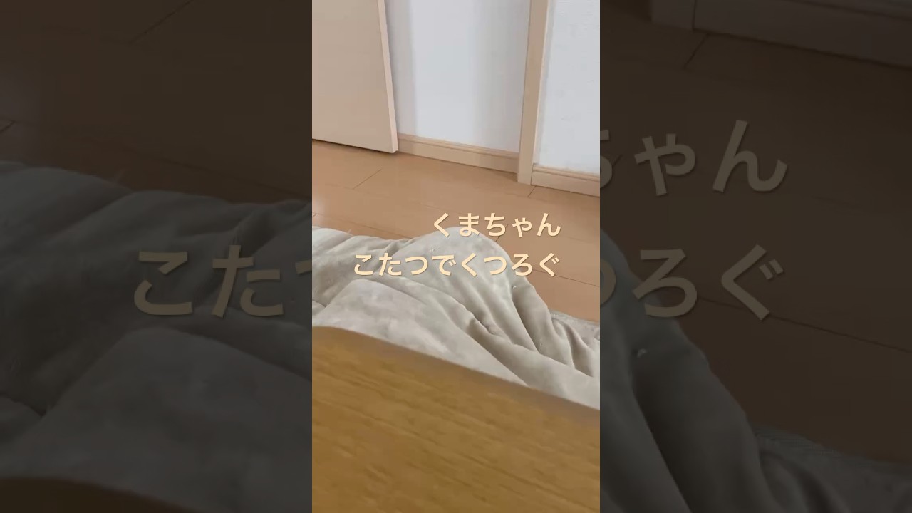 くまちゃん こたつでくつろぐ　#くまとら #くまちゃん #シャムとら #ねこのいる生活 #ねこ動画 #ねこのいる暮らし #ねこ #ペット