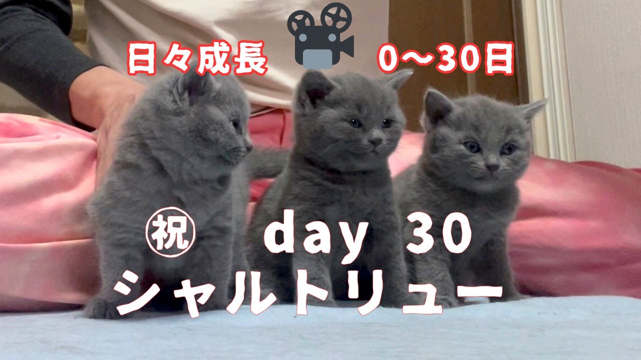 【シャルトリュー子猫】