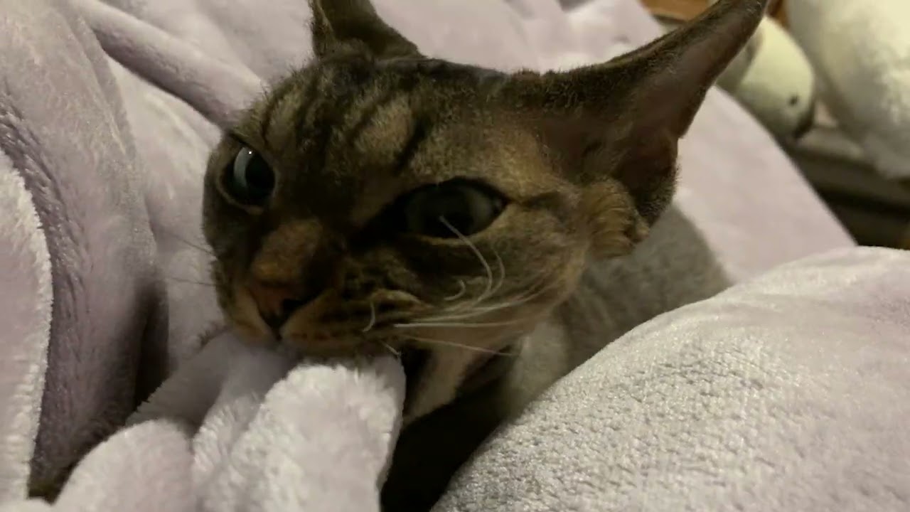 デボンレックス弟が私に添い寝してくれました(Devon Rex cat lying beside me)