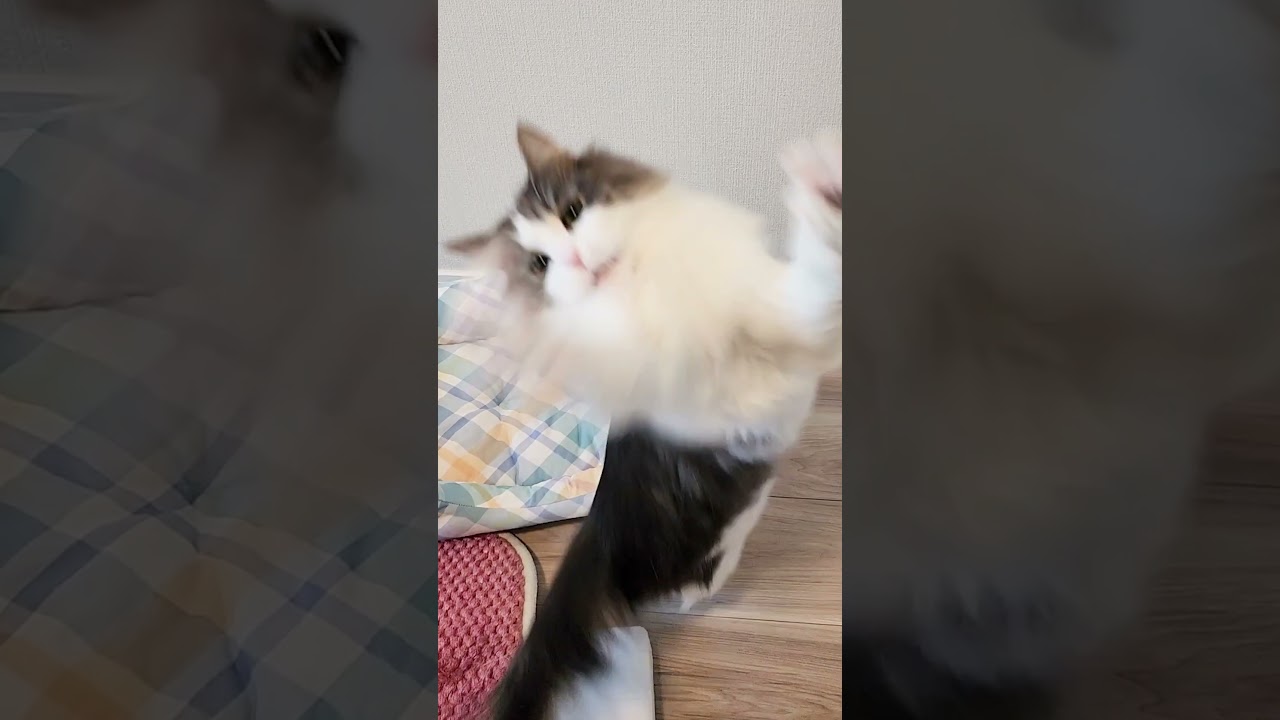 3歳ネコのジャンプ技