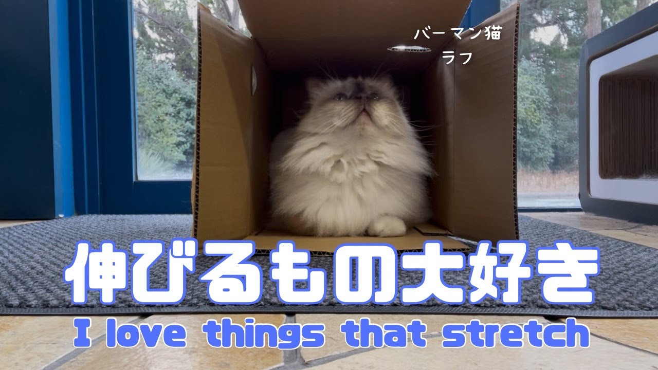バーマン猫ラフ【伸びるもの大好き】I love things that stretch（バーマン猫）Birman/Cat