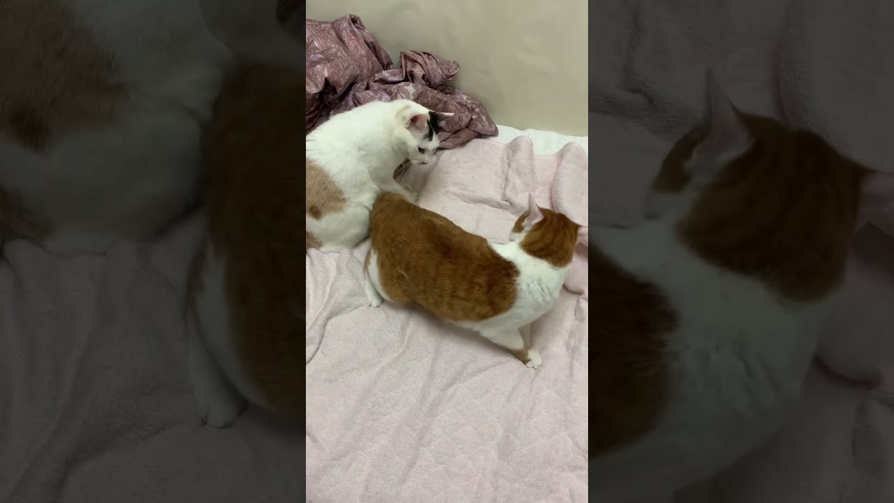 遊ぶのダイスキ！