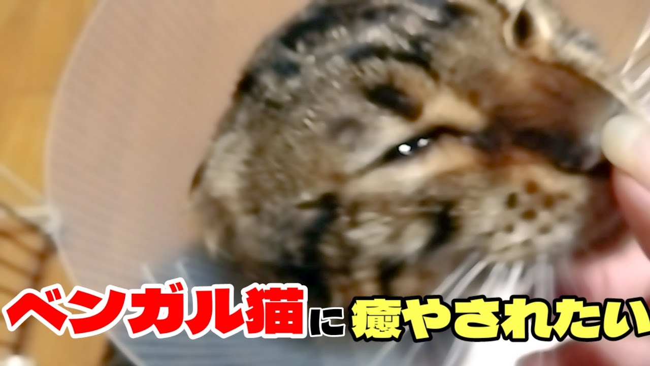 仕事終わりにベンガル猫に癒やされる