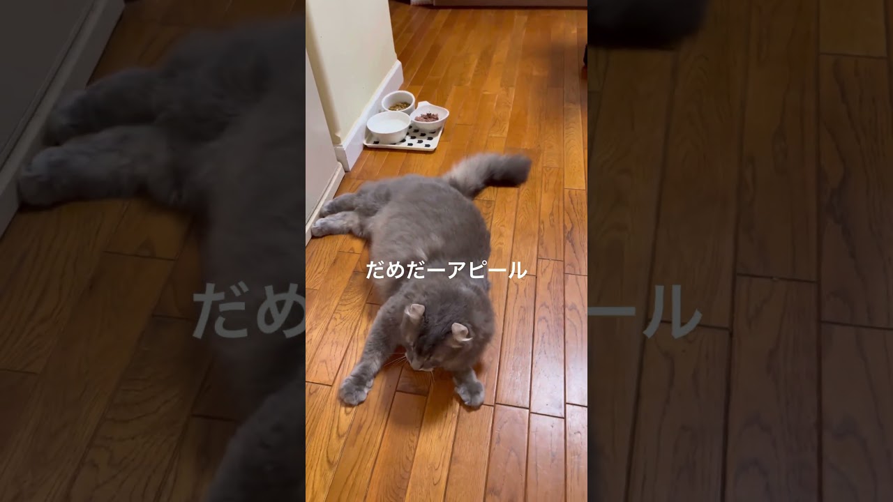 かわいい猫動画  #shorts アメリカンカールの日常