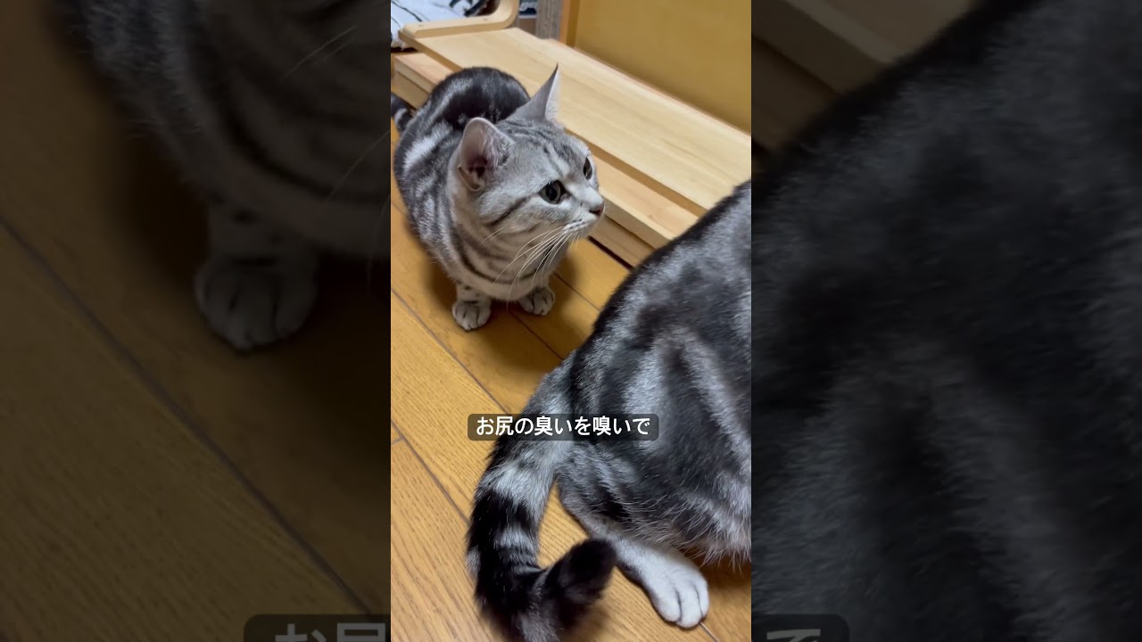 臭いを嗅いで猫パンチする猫#アメショ#アメリカンショートヘア#猫のいる暮らし#猫のいる生活#猫パンチ#cat#cats