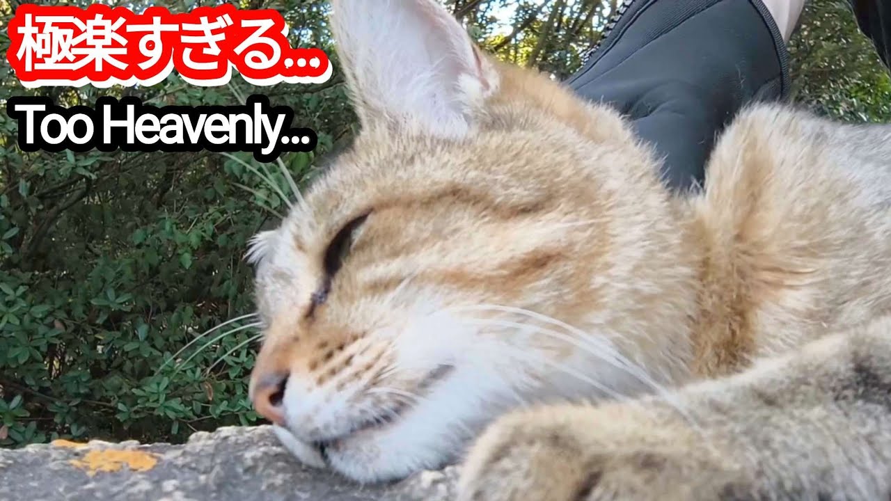 猫、マッサージされて昇天ｗ うっとり顔がヤバい！【野良猫】The cat is in heaven from the massage! That blissful face is unreal!