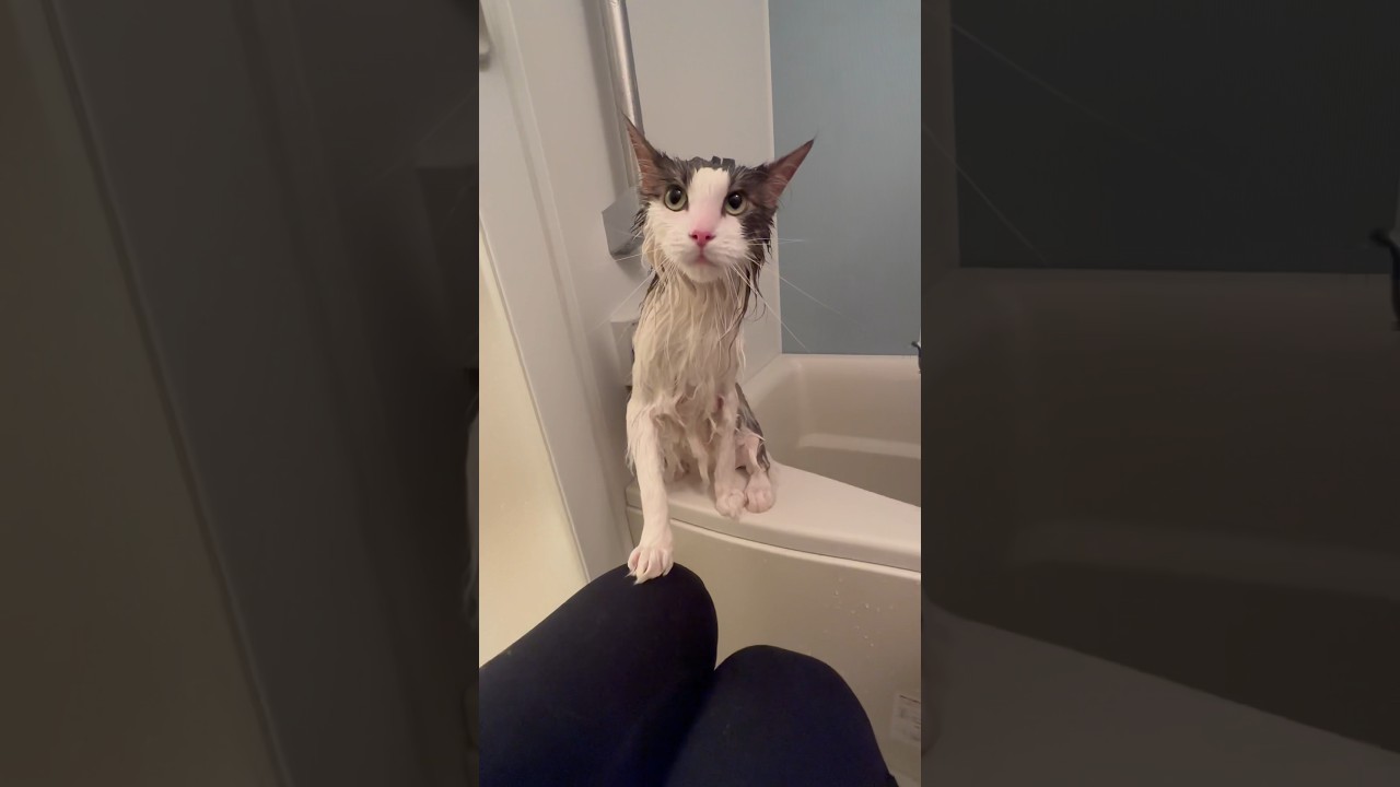 長毛種のお風呂は大変です【メインクーン】 #shorts  #cat