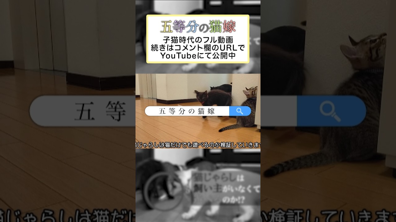 猫じゃらしは飼い主がいなくても遊べるもんなんですかね？@R031