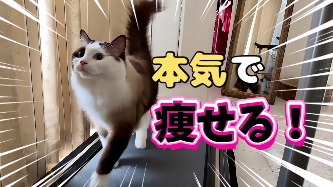【でぶ猫】ルームランナーでダイエットを始めたラグドールの本気のRUNが素敵🔥😈🔥