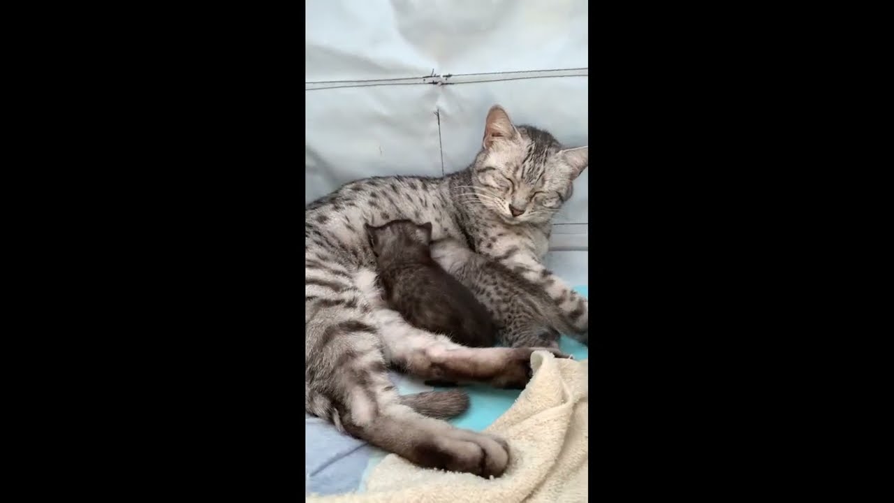 生後１５日の子猫が母を求めて！エジプシャンマウ