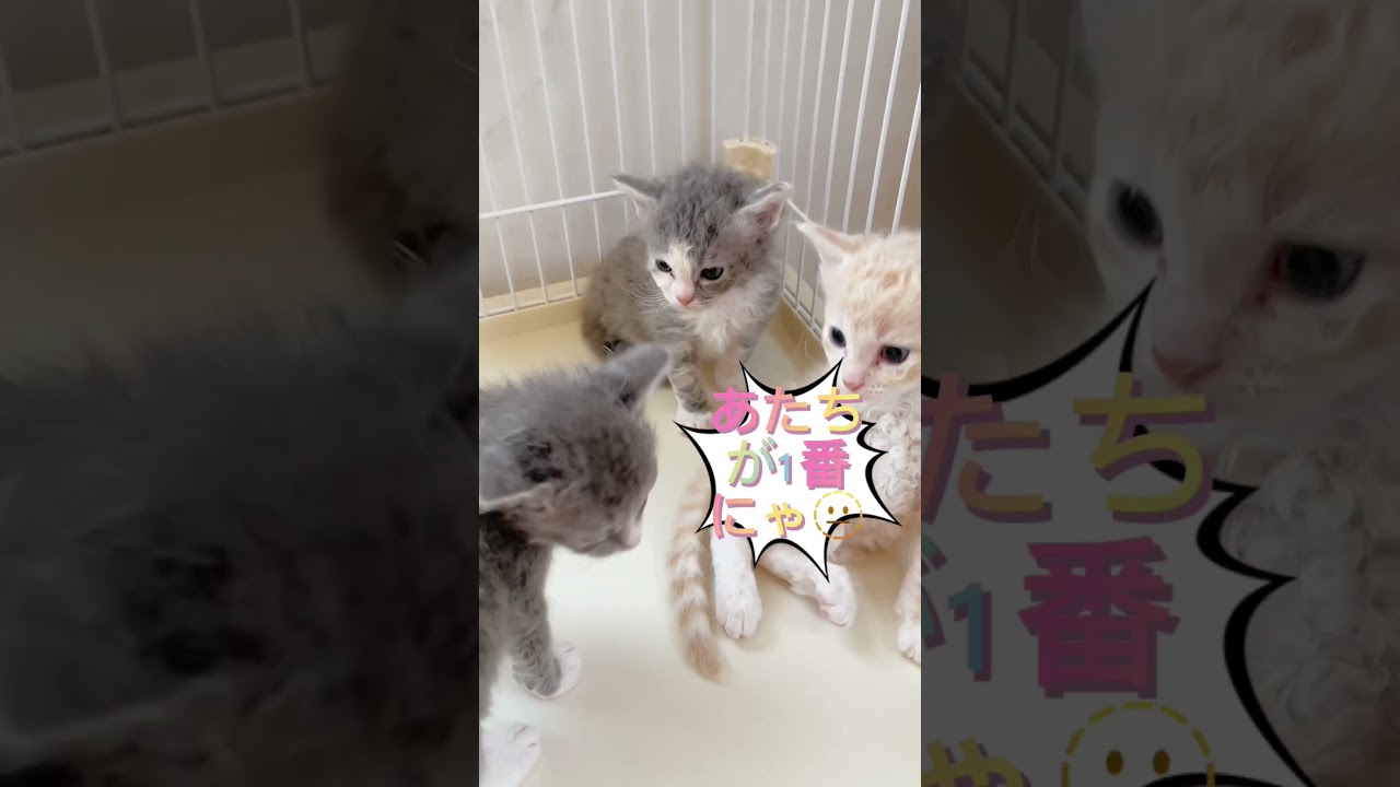 【くるくるパーマの猫ちゃん】三毛ちゃん編♥️ 【お問合せ詳細は説明欄に記載あります】 #ブリーダー直販 #ラパーマ #猫 #猫のいる暮らし #子猫 #マンチカン #ラパーマ