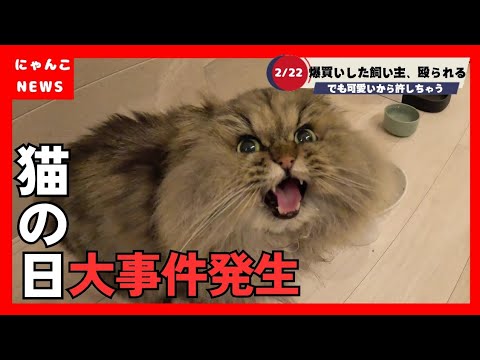 【猫の日に爆買い】ちゅ～るグッズに新作おもちゃ　おっとりペルシャの喜怒哀楽が激しい1日！