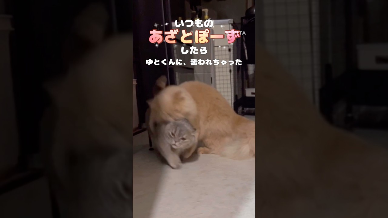 「どうしてこんなめにっにっにっ」 #猫 #ミヌエット #マンチカン #猫動画