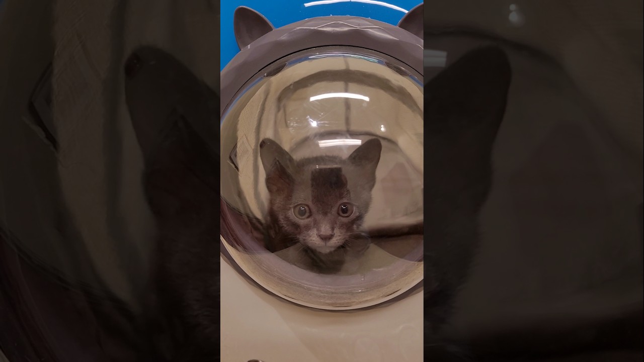 Stormy's First Trip in the Space Bubble!  #cat #adorable #koratcat #koratkittens #thaicats