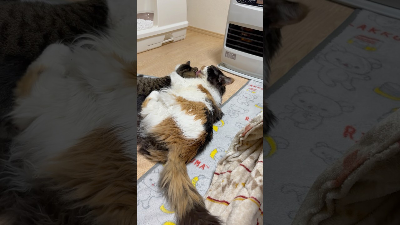 強引すぎて嫌われたパンク #cat #メインクーン #きじとら猫