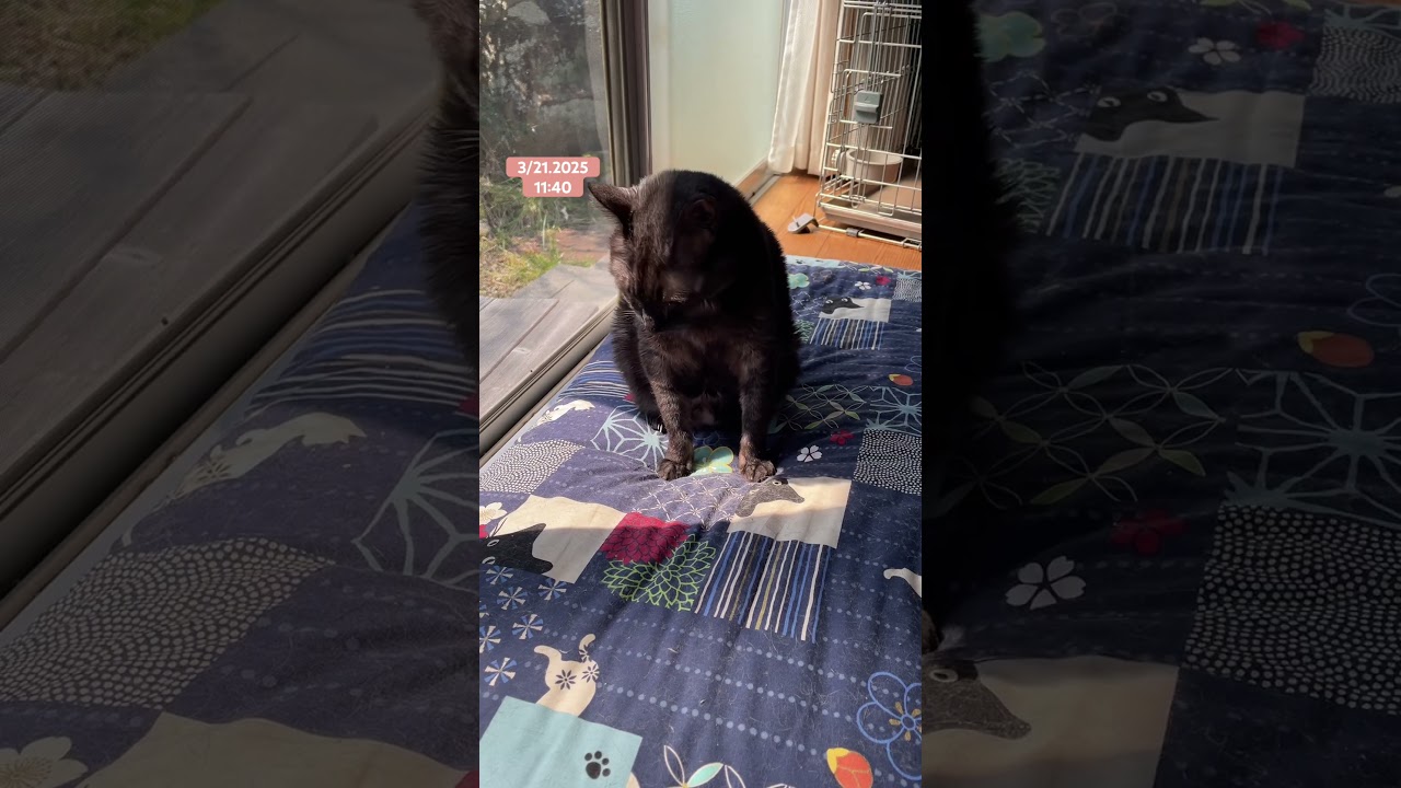 あくびぽーちゃん🐱いつもの感じで日向ぼっこ。 #田舎暮らしの猫