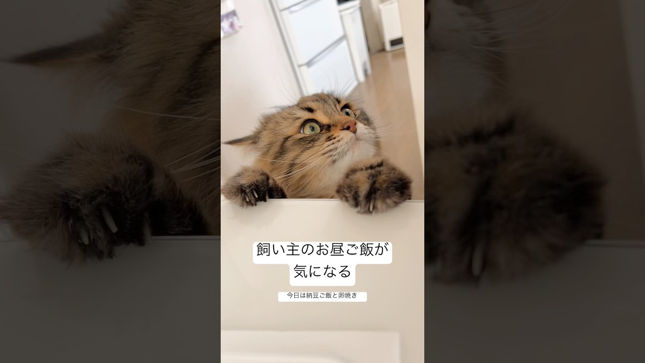 今日のお昼ごはんチェック #猫 #サイベリアン #ヤマネコ