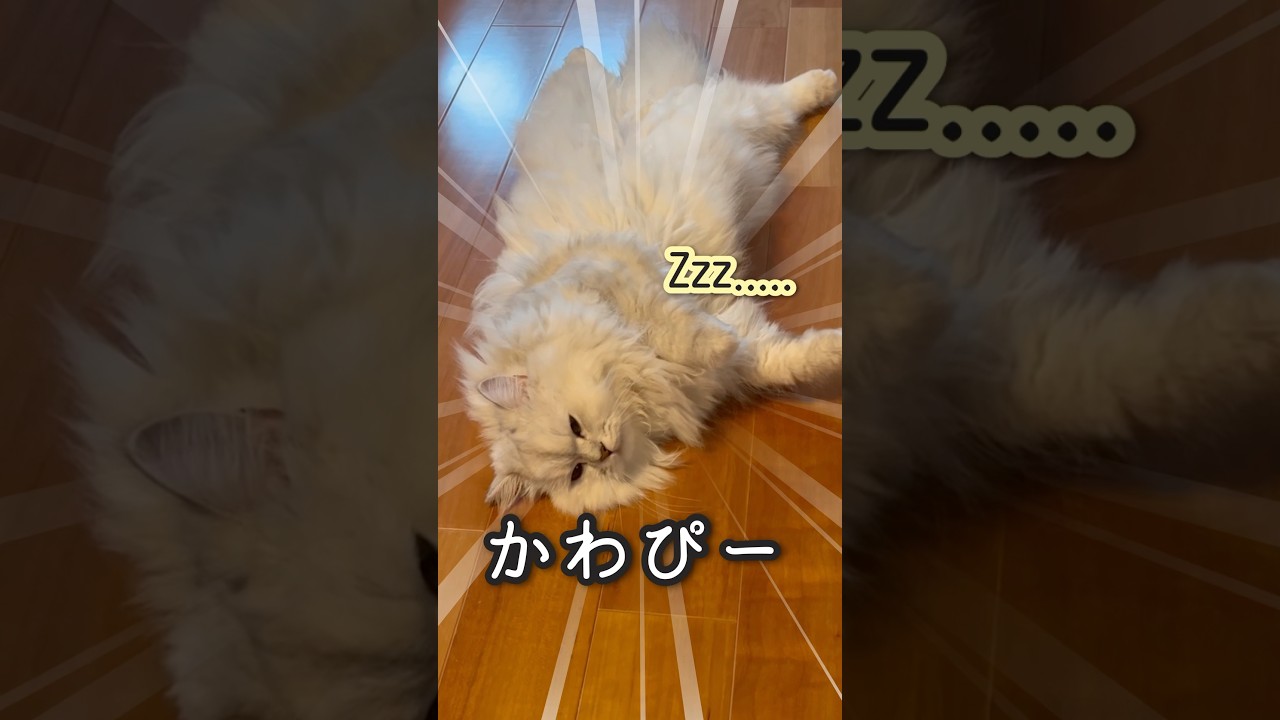 ♪床でひっくり返ると誰でもかわいくなれるらしいー#ペルシャ#チンチラ#猫#ねこ #猫のいる暮らし #癒し #いやし#cat  #ふわふわ