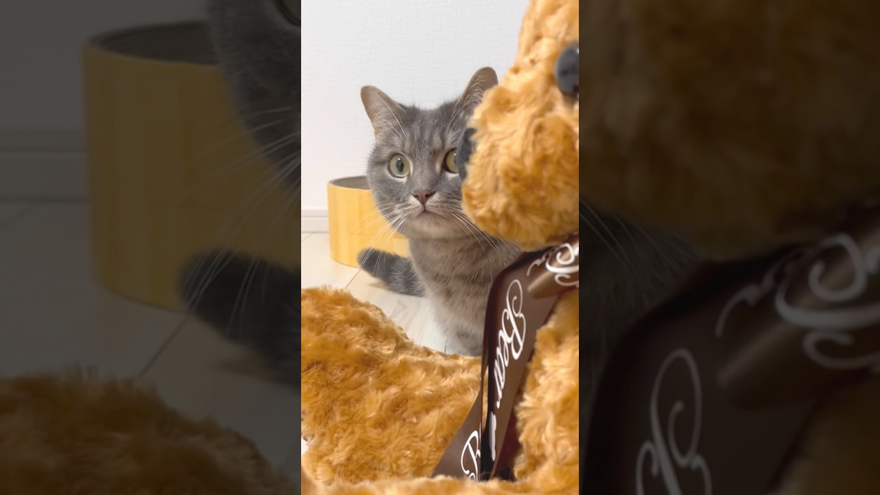 片思いする猫の切ない恋...#shorts #猫 #マンチカン