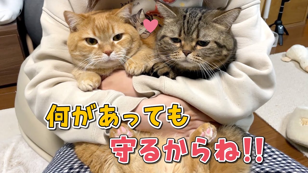 災害時でも愛猫とずっと一緒にいられるように我が家がやっていることを紹介します！【Jackery 3000 New】