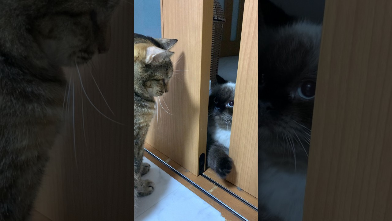 もふもふ喧嘩 #猫 #保護猫 #ヒマラヤン #猫のいる暮らし #喧嘩 #shorts