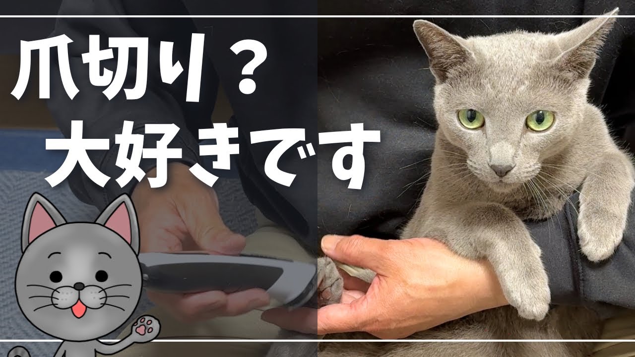 お手入れは大好きですが飽きた時にはコレ【ロシアンブルー】猫