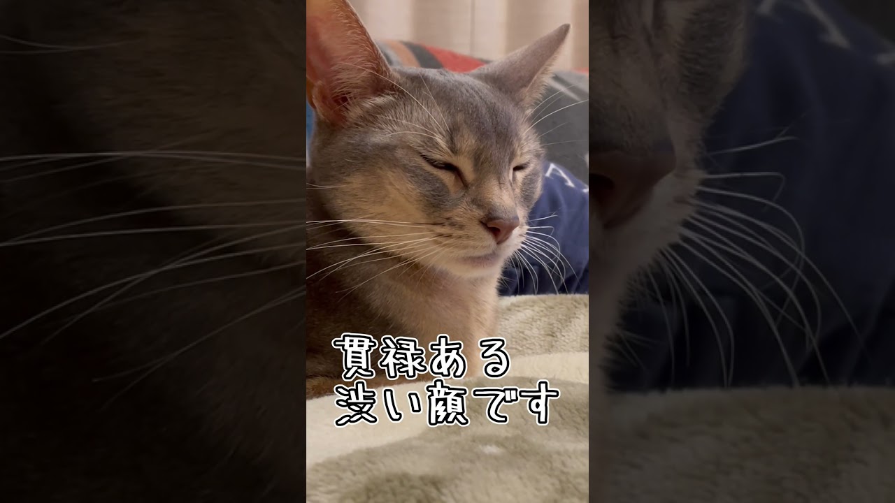 渋い顔で寝ちゃううちの猫達 shorts #猫 #アビシニアン