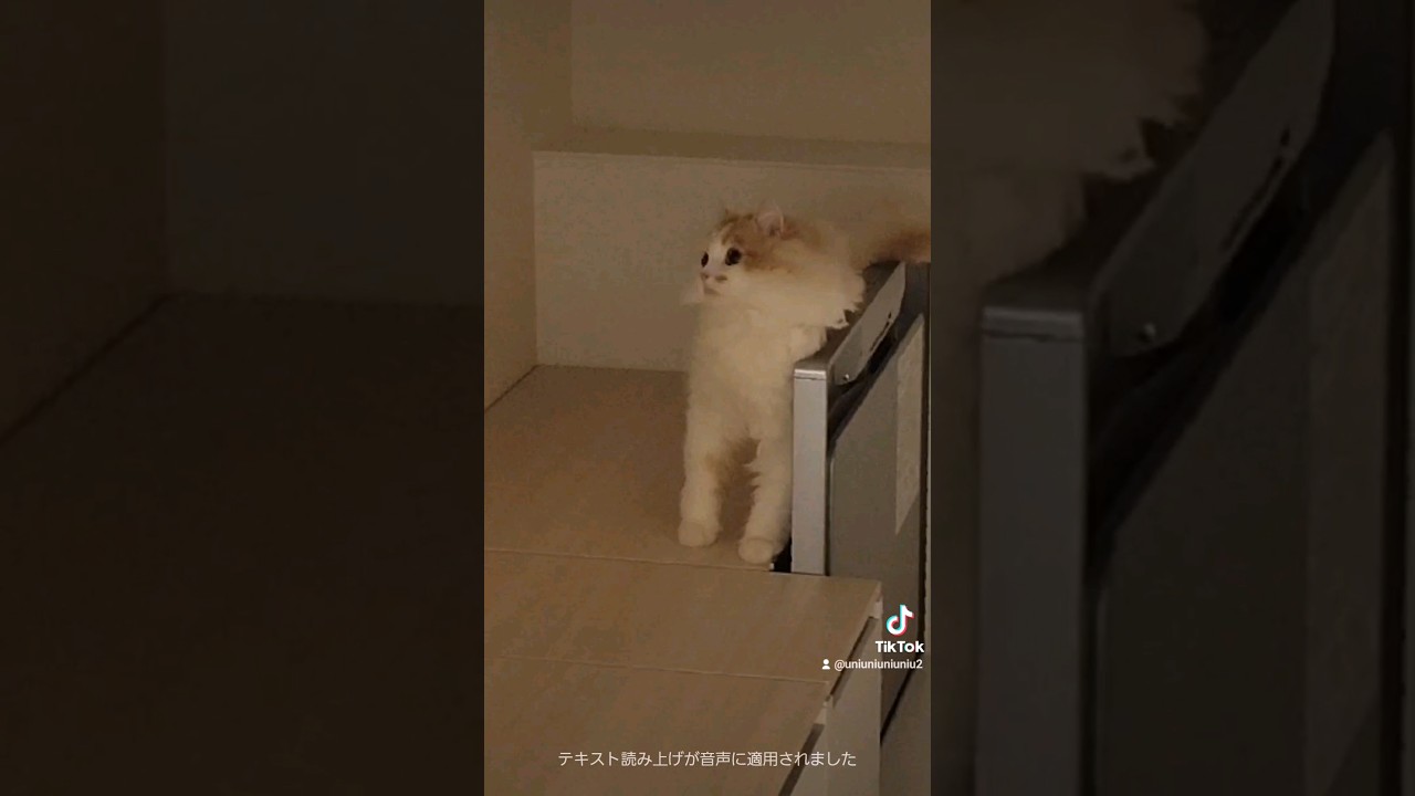 一体どうやって…？？ #ラガマフィン #猫動画 #子猫 #癒し