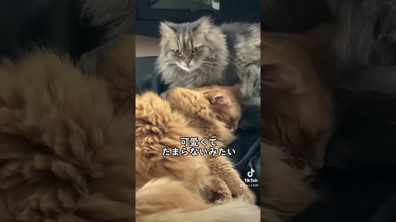【スコティッシュフォールド】仲良し猫 【ソマリ】#スコティッシュフォールド #ソマリ#猫　#shorts