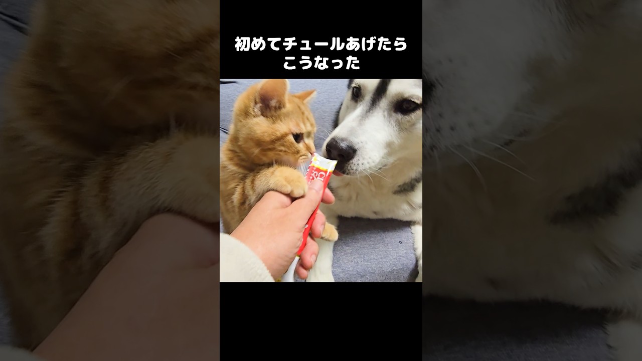 生まれて初めてチュールあげたら子猫がこうなった...
