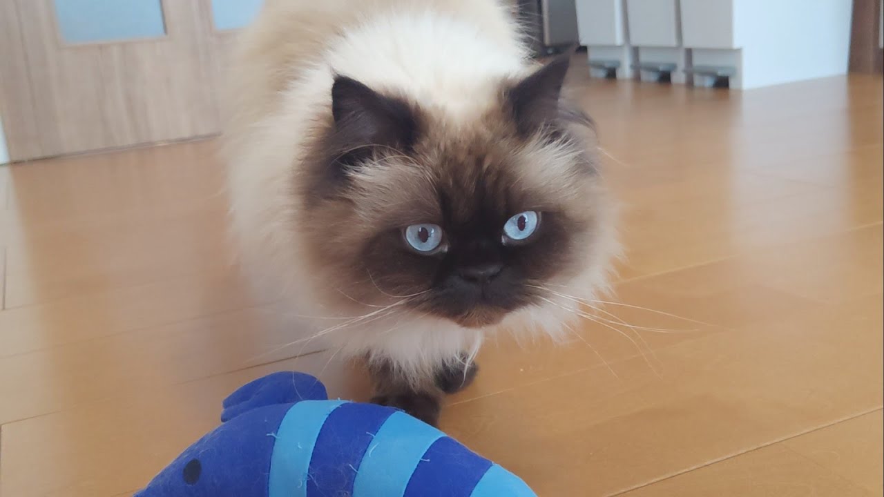 【ヒマラヤン】けりけりで遊ぶ休日