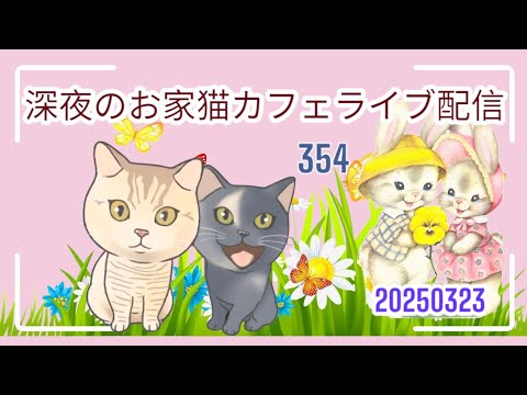 深夜のお家猫カフェライブ配信 ３５４
