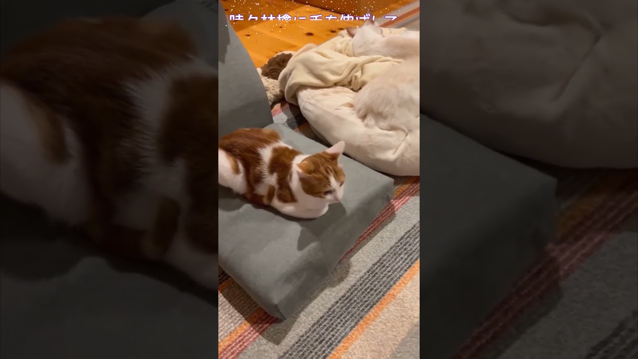 そばに居たいみたい🥰　#shorts, #にゃんこ, #保護猫, #猫, #cat, #仔猫, #野良猫