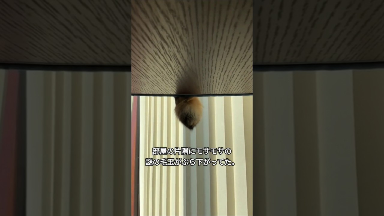 リビングでモサモサの毛玉が伸びているのを見つけました。#shorts