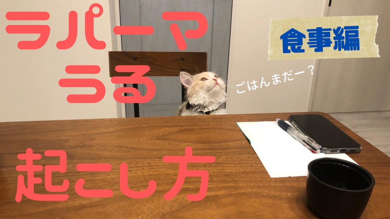 【ラパーマ猫】くせっ毛うるの起こし方【ごはんタイム】