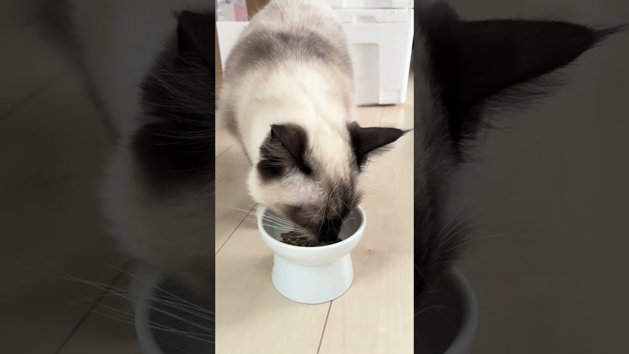 Azulの新しいごはん #cat #ねこ #ねこのいる生活 #ラグドール