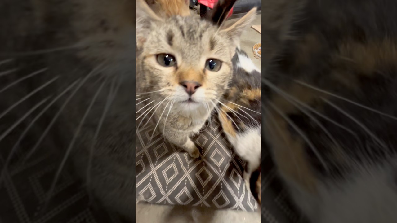 What’s going on#cat,#foryou,#cute,#funny,#pets,#love,#animals,#anime,#cuteanimals