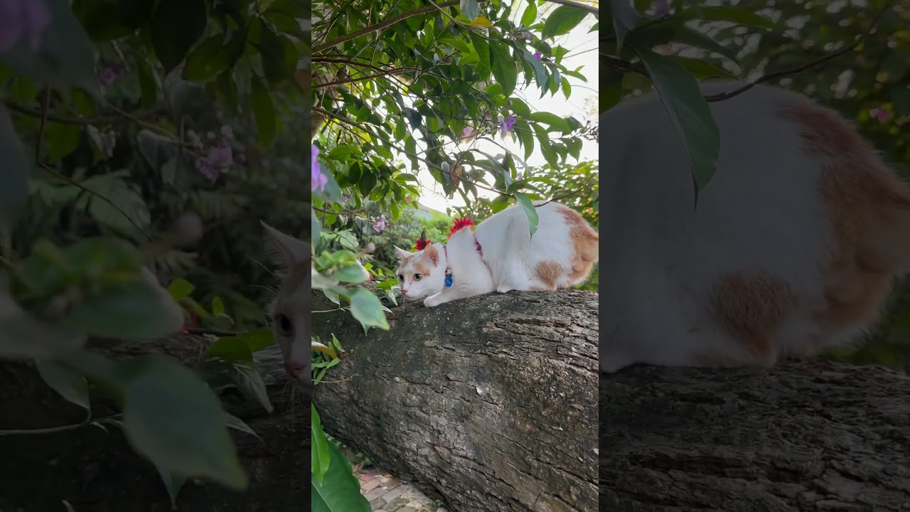 Bright-Eyed Japanese Bobtail (ブライトアイド・ジャパニーズ・ボブテイル)