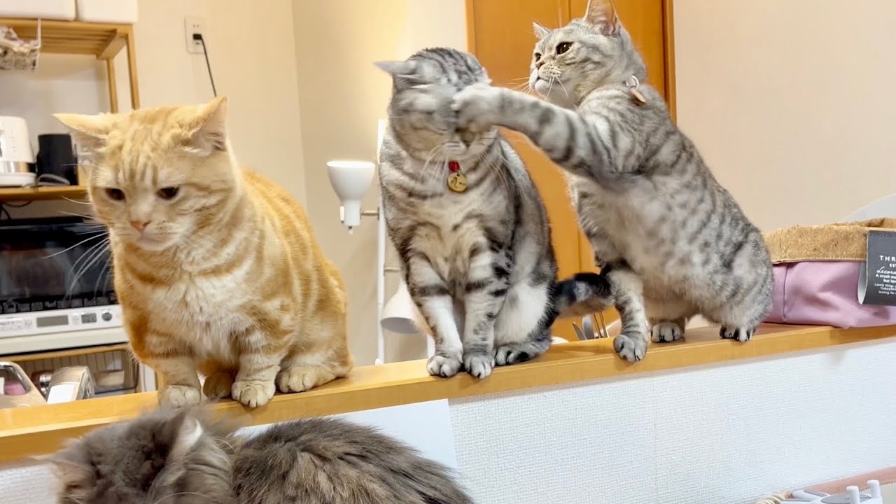 アメリカンショートヘアのあいちゃんの悩み。