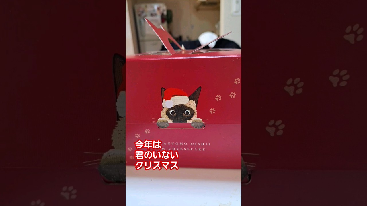 メリークリスマス🎄🤶#shorts 　#シャム猫 #ねこねこチーズケーキ