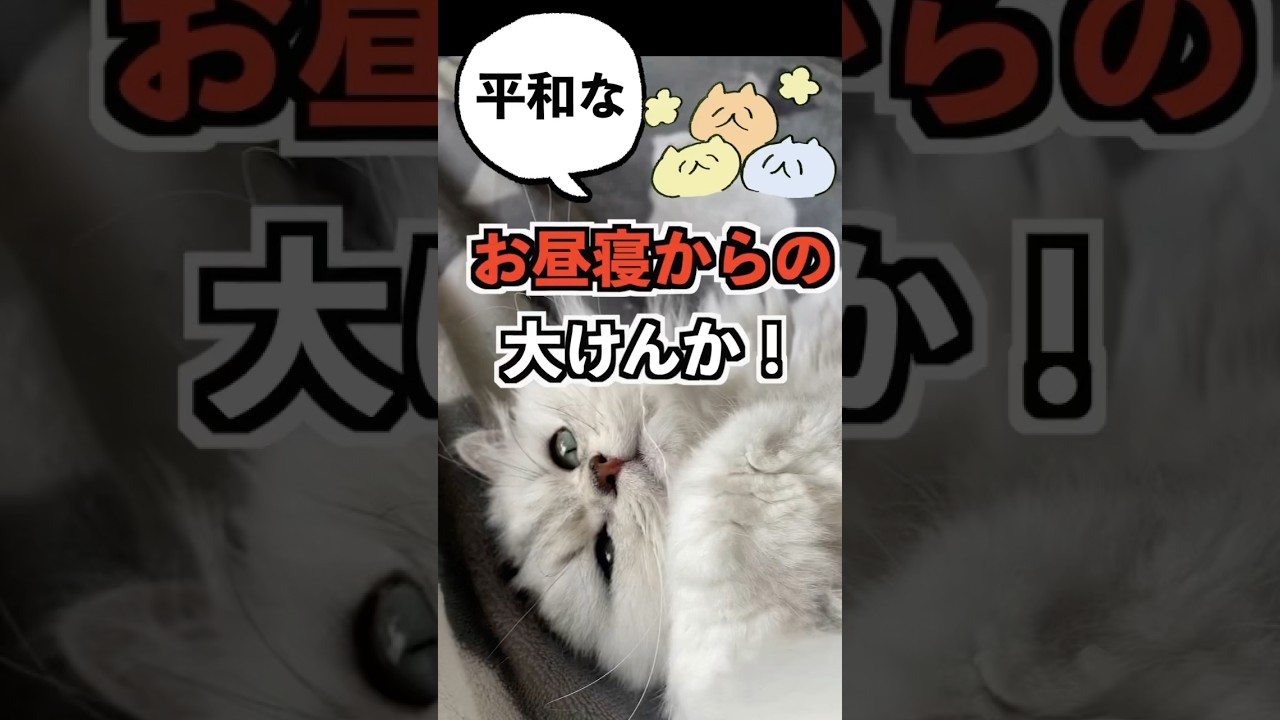 【ペルシャ猫の日常】午後の過ごし方が激変した日#ペルシャ猫#persiancat
